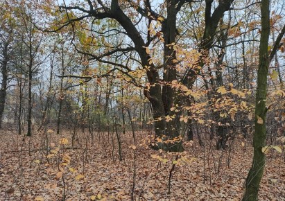 działka na sprzedaż - Ożarowice, Ossy